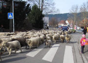 Schafe benutzen den Zebrastreifen am 4.2.2010 in FR-Littenweiler