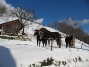 Pferde im Steurental am 2.1.2010