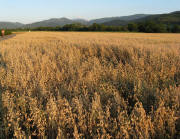 Blick nach Osten in Ebnet über Getreidefelder im Dreisamtal 19.7.2010