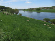 Blick nach Norden ber die Elbe bei Meien am 6.5.2010