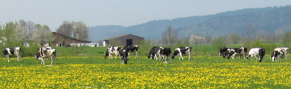 Blick nach Westen im Dreisamtal bei Kirchzarten am 23.4.2010 - Thaddäushof, Kühe, Löwenzahn