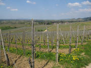 Blick ber die Htte am Rosenberg (rechts) nach Norden ber Britzingen bis hin zum Kastelberg am 27.4.201