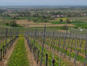 Blick von der Htte am Rosenberg  nach Westen ber Dattingen bis Buggingen am 27.4.201