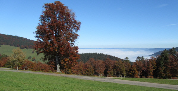 Blick vom Rainweg in Hofsgrund am Schauinsland nach Nordosten übers neblige Dreisamtal am 9.10.2010