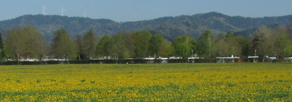 Blick nach Nordwesten ber blhenden Lwenzahn zum Camping Kirchzarten sowie den Rosskopf-Windrdern am 15.4.2011