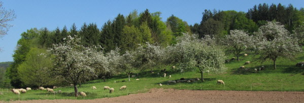 Staudenhöfe am 17.4.2011: Blick nach Osten bei Gasthaus "Staude" - Schafe