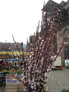 Aprikosenblüten am 16.3.2011 bei Burkhart aus Eichstetten