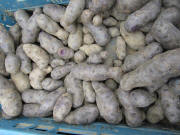 Blaue Kartoffeln aus Forchheim