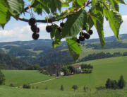 Blick nach Osten von den Kirschenbumen am Rmerstrle ber den Kussenhof am 5.7.2011