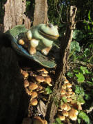 Frosch und Pilze am 17.11.2011