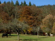 Kartaus am 20.11.2011: Pferde am goldenen Herbstwald