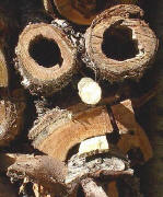 Gesicht in einer Holzbeuge bei Hinterzarten - im März 2002